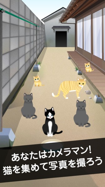 可爱猫咪满满中文版