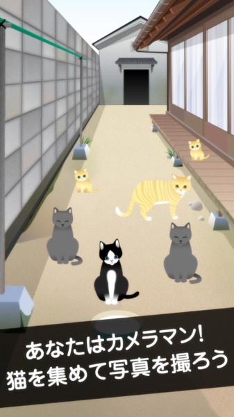 可爱猫咪满满中文版