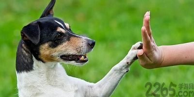 训犬app