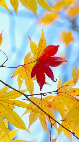 教你学做菜手机软件