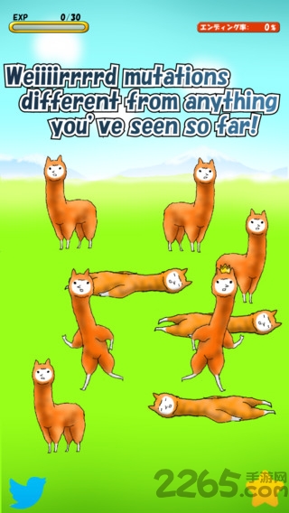 兄贵羊驼官方手机版(alpaca)