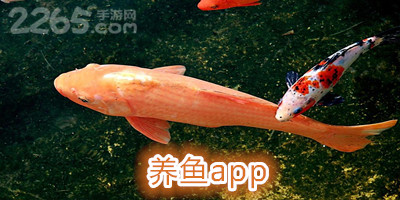 养鱼app