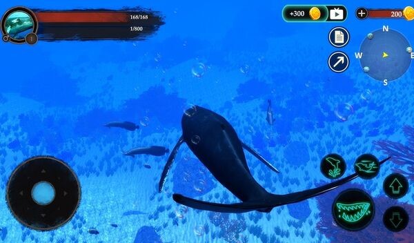座头鲸最新版