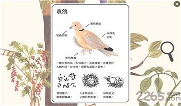 小松鼠的生活最新版 小松鼠的生活游戏下载