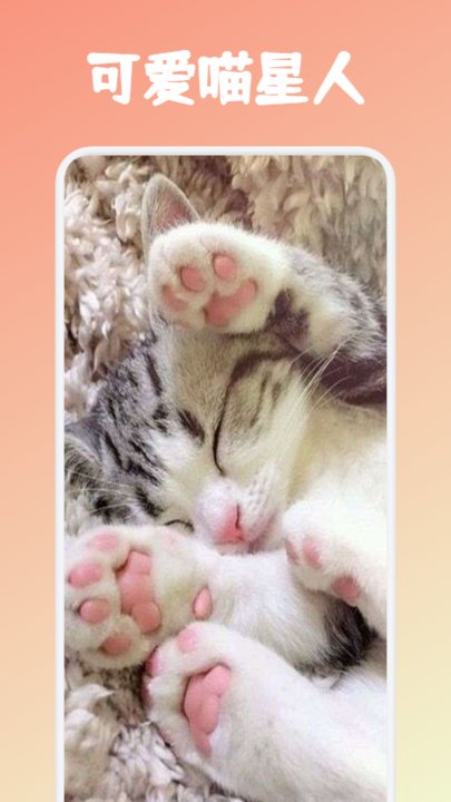 安猫app下载