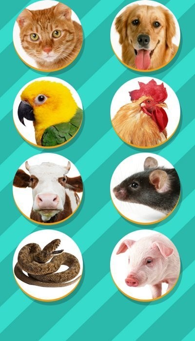 pet translator app