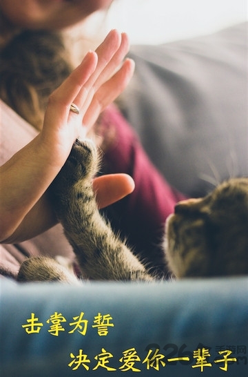 米族人猫交流器app