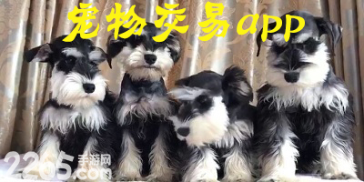 宠物交易app