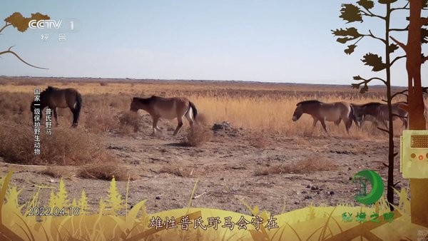 555tv电视版
