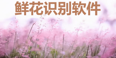 鲜花识别