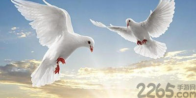 信鸽软件