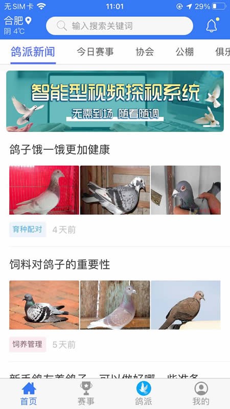 鸽派app