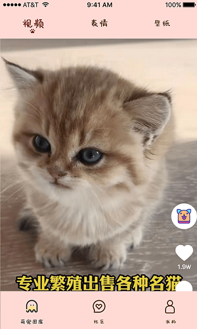 喵喵撸猫app