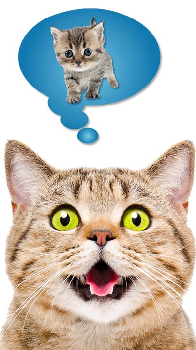猫语翻译模拟器软件下载
