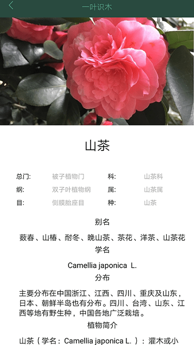 一叶识木软件