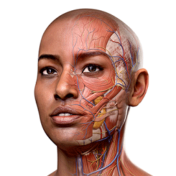 complete anatomy2025中文版