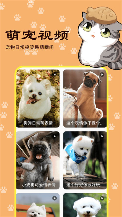 橙猫最新版