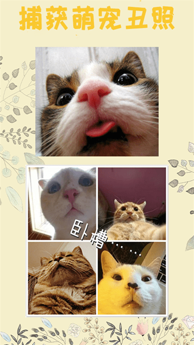 猫语翻译王app