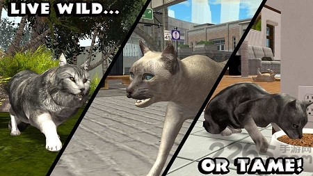 终极猫模拟器中文破解版