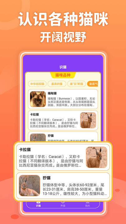 嗨猫猫手机版