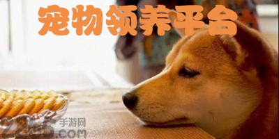 宠物领养app